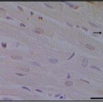 Cardiac Muscle (unexposed)