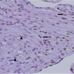 Cardiac Muscle (unexposed)