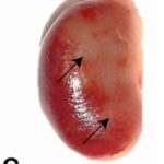 Gross Observation of the Kidney (exposed for 60 min/day)