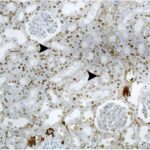 Kidney 4 (exposed for 12 h/day)
