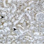 Kidney 4 (exposed for 6 h/day)