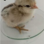 Chick Malformations, 90 min/day, day 21 (4G cell phone)