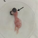 Chick Malformations, 50 min/day, day 10 (4G cell phone)