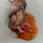 Chick Malformations, 90 min/day, no hatching (2G cell phone)