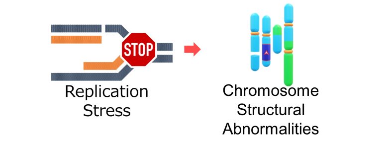 Mechanisms of How EMFs Affect Health | Replication Stress