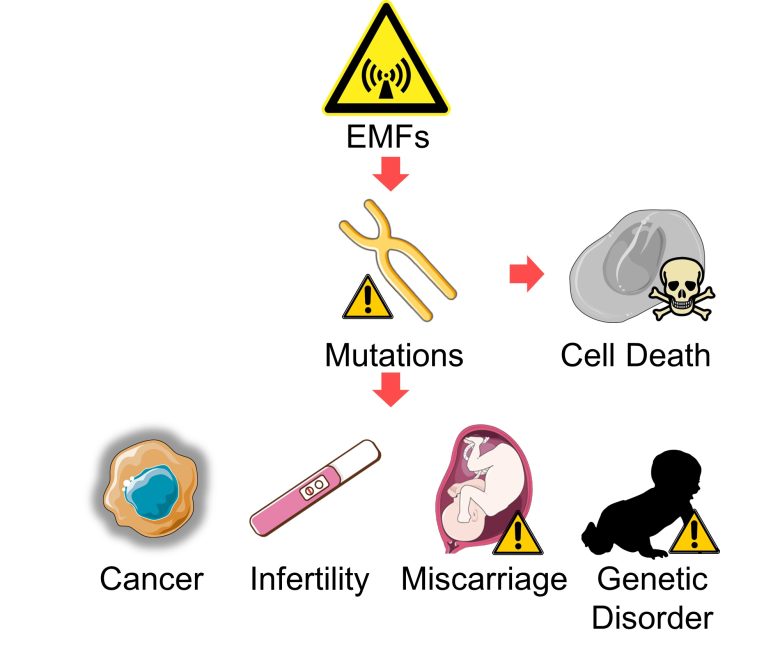 Mechanisms of How EMFs Affect Health | Consequences of Mutations