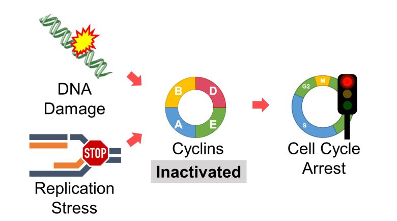 Mechanisms of How EMFs Affect Health | Cell Cycle Arrest and Cell Death