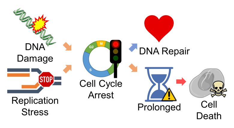 Mechanisms of How EMFs Affect Health | Cell Cycle Arrest and Cell Death
