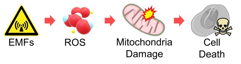 Mechanisms of How EMFs Affect Health | Mitochondrial Damage and Cell Death