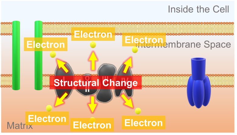 Mechanisms of How EMFs Affect Health | Mitochondrial Damage and Cell Death