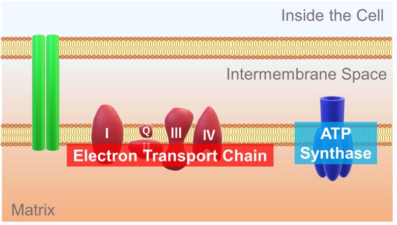 Mechanisms of How EMFs Affect Health | Mitochondrial Damage and Cell Death