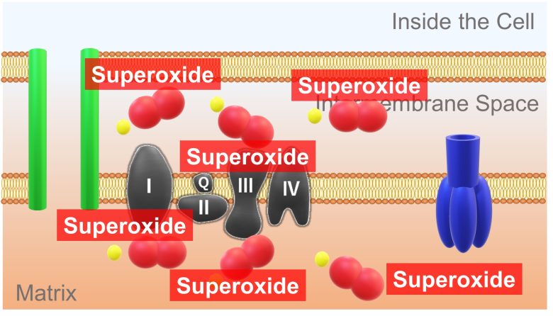 Mechanisms of How EMFs Affect Health | Mitochondrial Damage and Cell Death