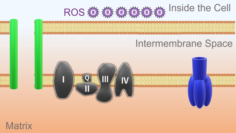 Mechanisms of How EMFs Affect Health | Mitochondrial Damage and Cell Death