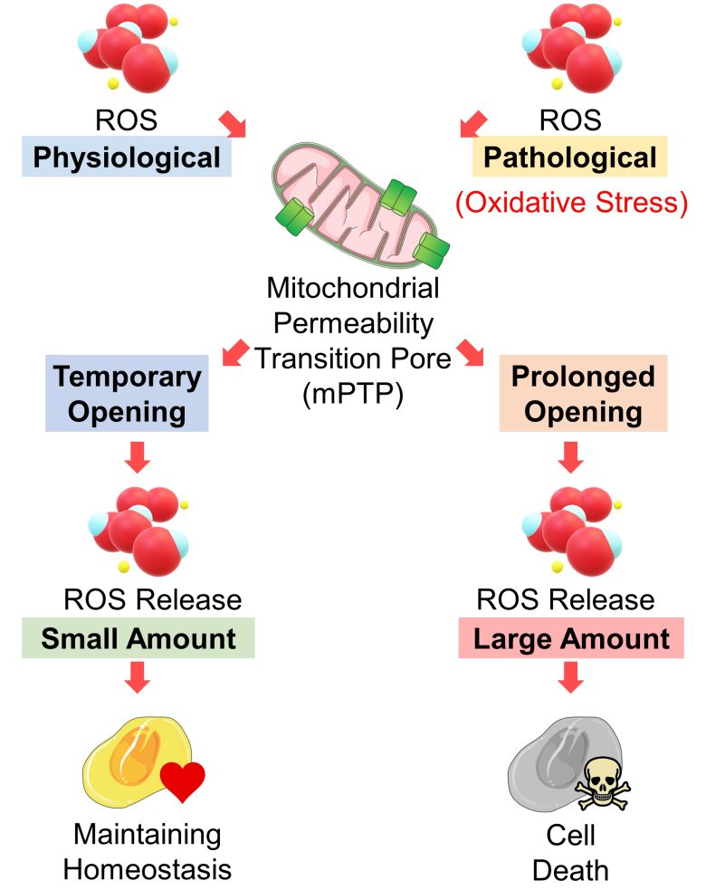Mechanisms of How EMFs Affect Health | Mitochondrial Damage and Cell Death