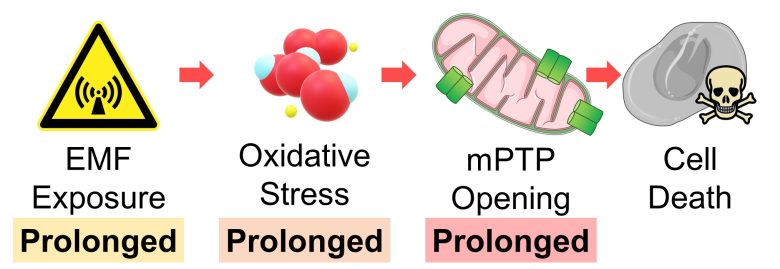 Mechanisms of How EMFs Affect Health | Mitochondrial Damage and Cell Death