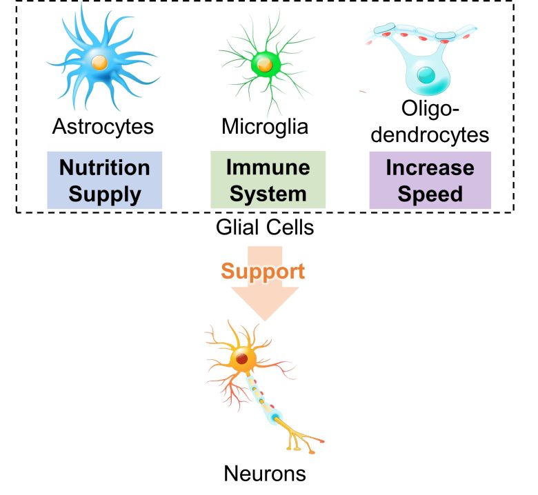 Mechanisms of How EMFs Affect Health | Brain Immune Responses and ...