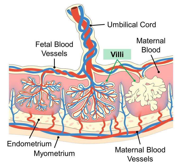 Mechanisms of How EMFs Affect Health | Consequences of Cell Death