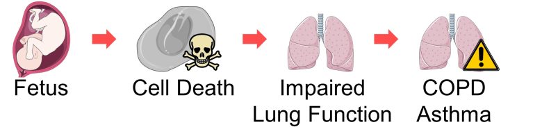 Mechanisms of How EMFs Affect Health | Consequences of Cell Death