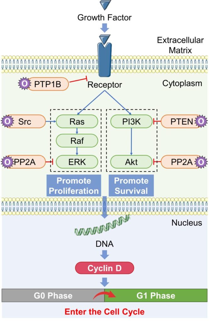 Mechanisms of How EMFs Affect Health | Cell Proliferation
