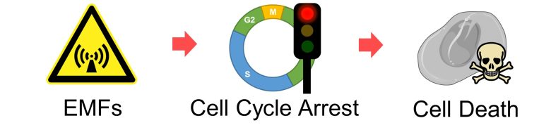 Mechanisms of How EMFs Affect Health | Cell Cycle Arrest and Cell Death