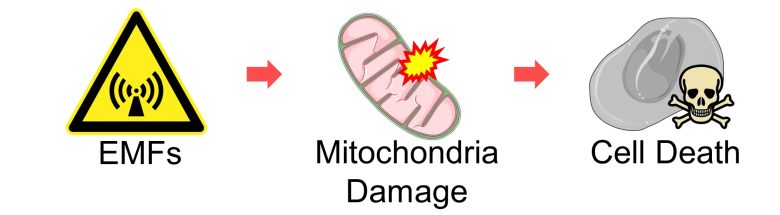 Mechanisms of How EMFs Affect Health | Mitochondrial Damage and Cell Death