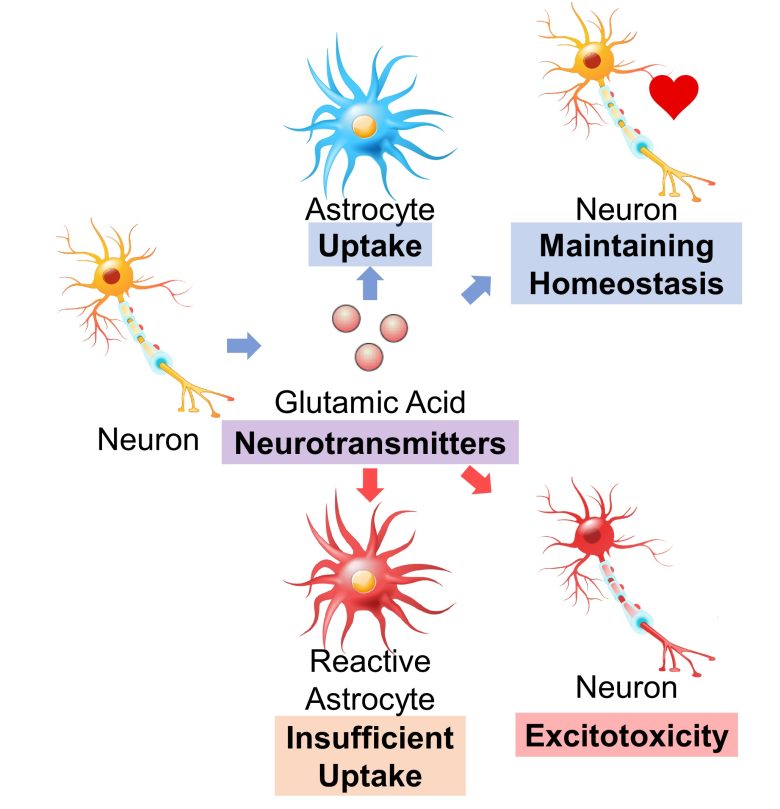 Mechanisms of How EMFs Affect Health | Brain Immune Responses and ...