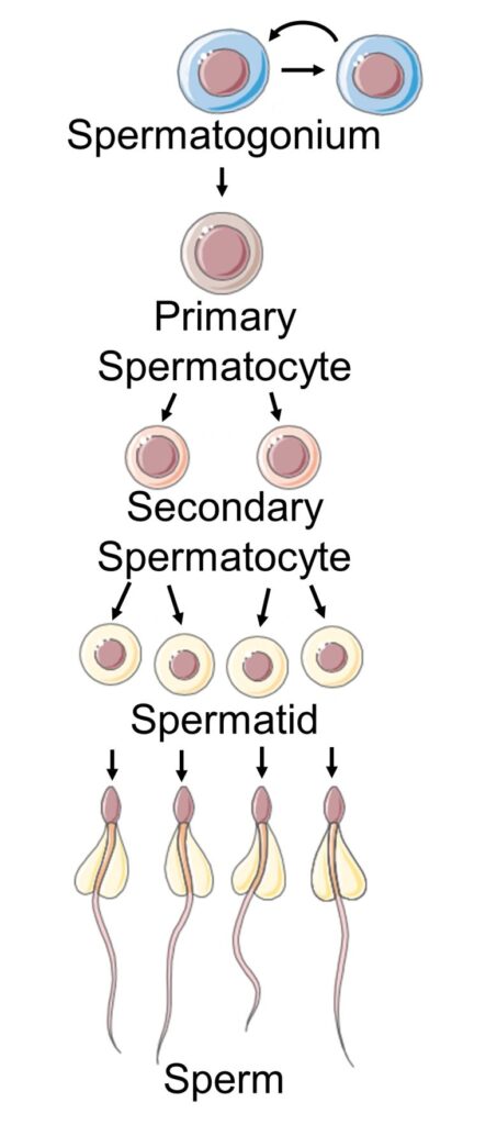 Mechanisms of How EMFs Affect Health | Consequences of Cell Death