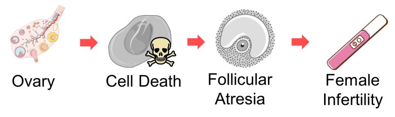Mechanisms of How EMFs Affect Health | Consequences of Cell Death