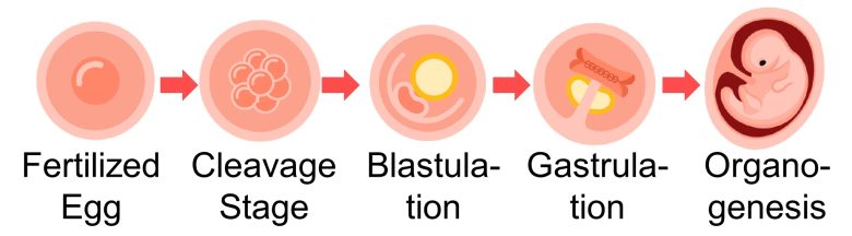 Mechanisms of How EMFs Affect Health | Consequences of Cell Death