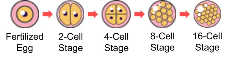 Mechanisms of How EMFs Affect Health | Consequences of Cell Death