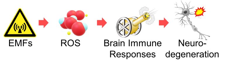 Mechanisms of How EMFs Affect Health | Brain Immune Responses and ...