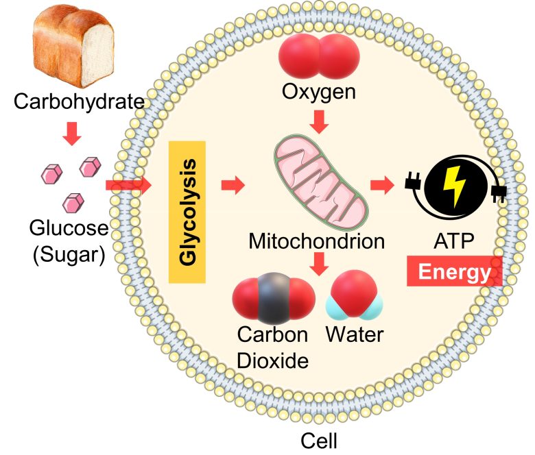 Mechanisms of How EMFs Affect Health | Mitochondrial Damage and Cell Death