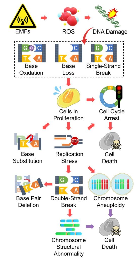 Mechanisms of How EMFs Affect Health | Recap of the Mechanisms