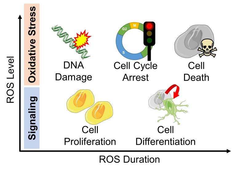 Mechanisms of How EMFs Affect Health | Cell Cycle Arrest and Cell Death