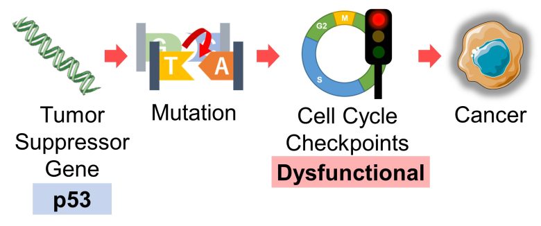 Mechanisms of How EMFs Affect Health | Cell Cycle Arrest and Cell Death