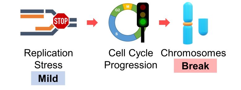 Mechanisms of How EMFs Affect Health | Cell Cycle Arrest and Cell Death