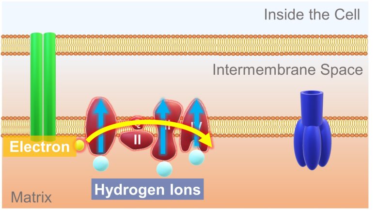 Mechanisms of How EMFs Affect Health | Mitochondrial Damage and Cell Death