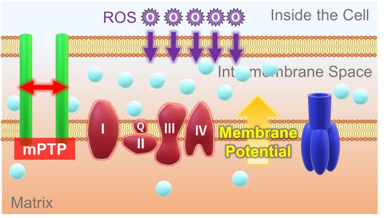 Mechanisms of How EMFs Affect Health | Mitochondrial Damage and Cell Death