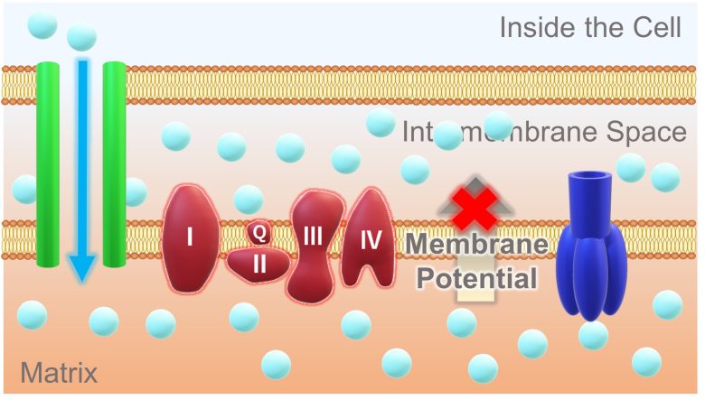 Mechanisms of How EMFs Affect Health | Mitochondrial Damage and Cell Death