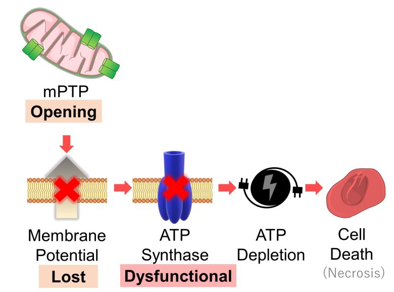 Mechanisms of How EMFs Affect Health | Mitochondrial Damage and Cell Death