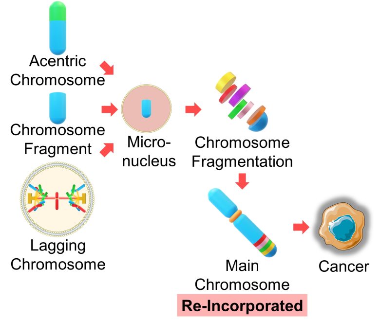 Mechanisms of How EMFs Affect Health | Consequences of Mutations