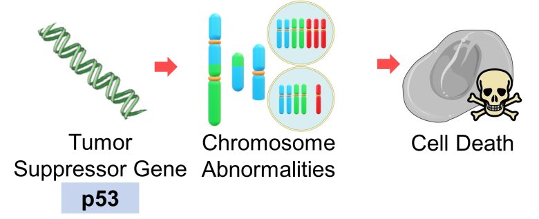 Mechanisms of How EMFs Affect Health | Consequences of Mutations