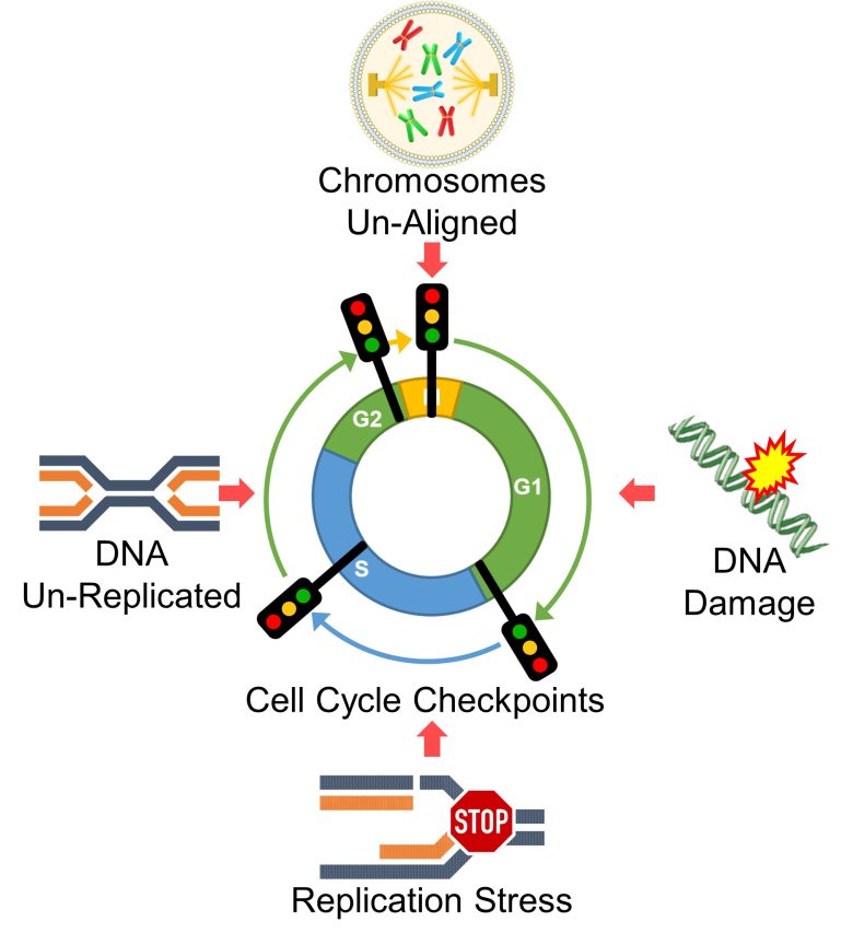 Mechanisms of How EMFs Affect Health | Cell Cycle Arrest and Cell Death