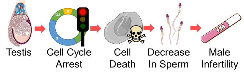 Mechanisms of How EMFs Affect Health | Consequences of Cell Death