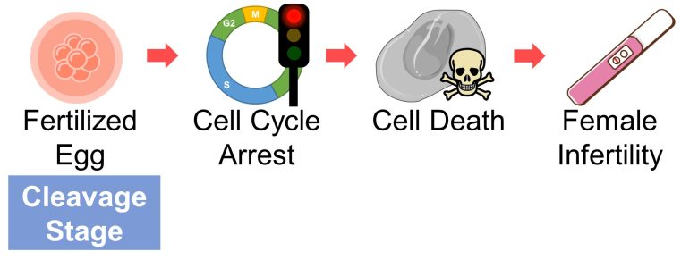 Mechanisms of How EMFs Affect Health | Consequences of Cell Death