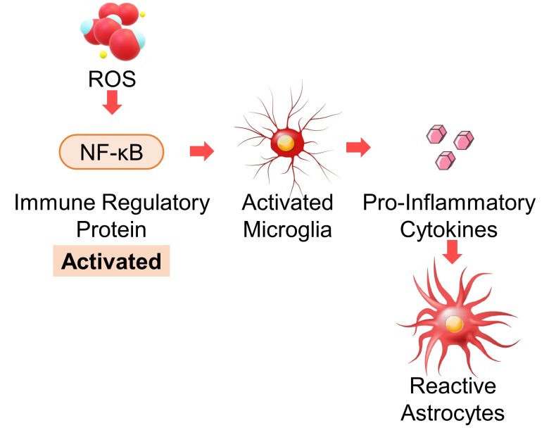 Mechanisms of How EMFs Affect Health | Brain Immune Responses and ...
