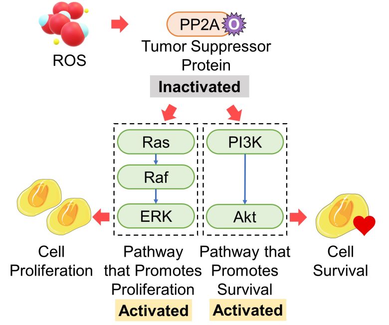 Mechanisms of How EMFs Affect Health | Cell Proliferation