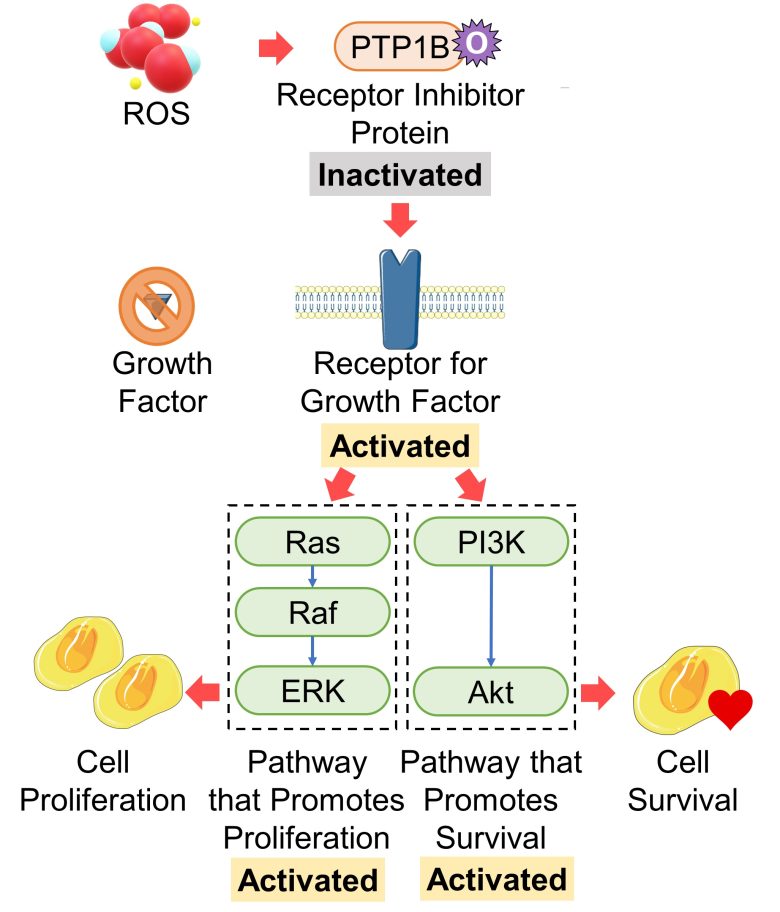 Mechanisms of How EMFs Affect Health | Cell Proliferation
