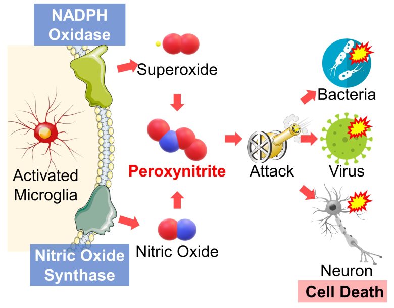 Mechanisms of How EMFs Affect Health | Brain Immune Responses and ...